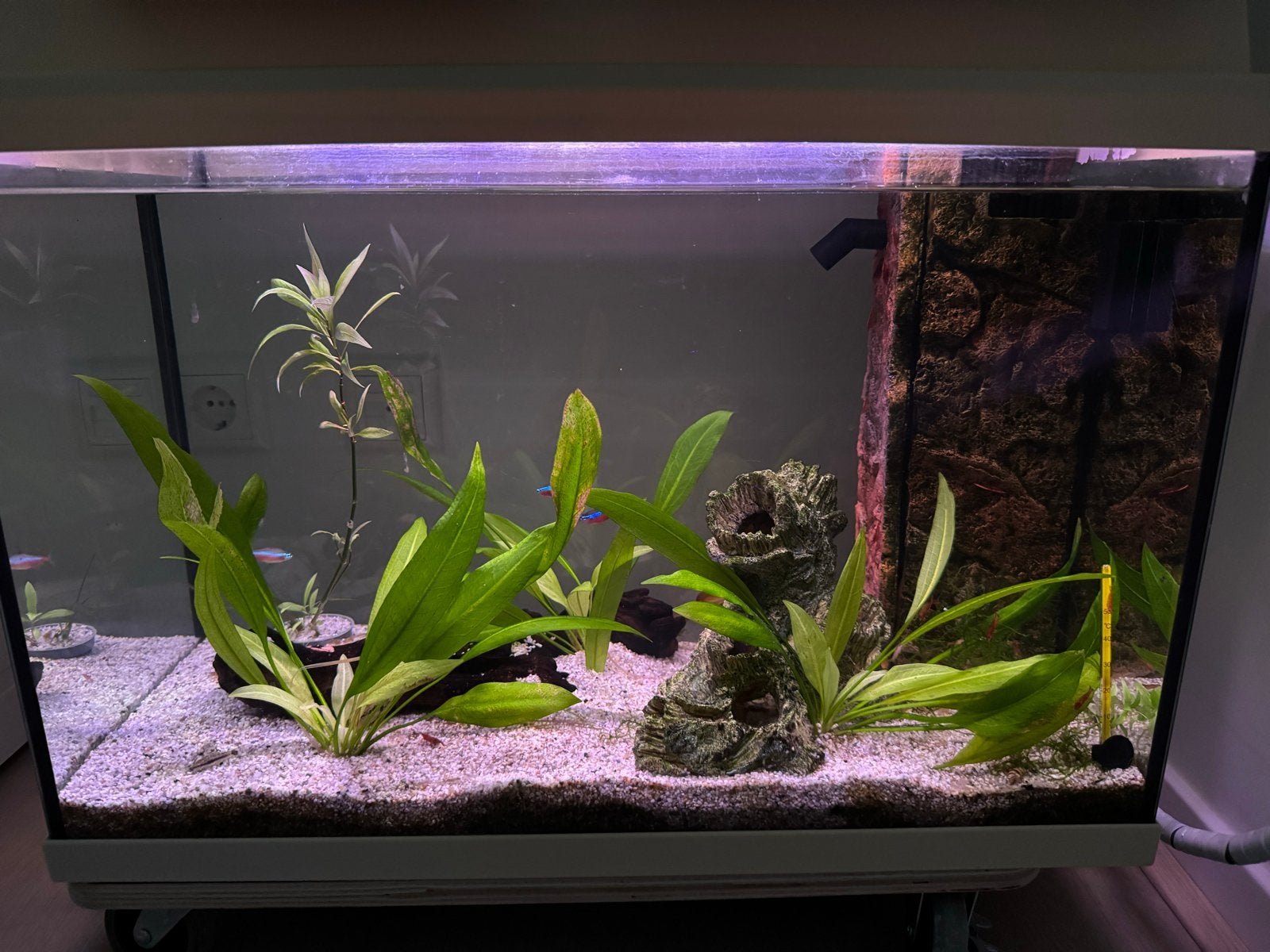 Juwel 60l Compleet aquarium te koop, Ophalen, Gebruikt, Inclusief vissen, Gevuld zoetwateraquarium