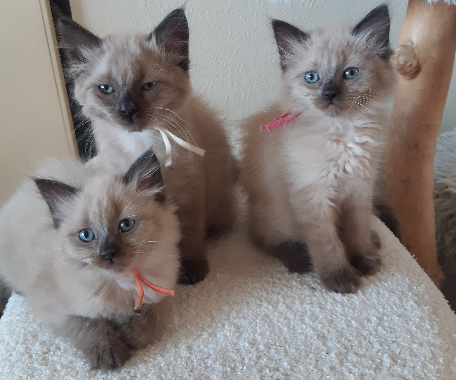 Mooie aparte seal mink  ragdoll kittens (cherubim), Dieren en Toebehoren, Katten en Kittens | Raskatten | Langhaar, Meerdere dieren