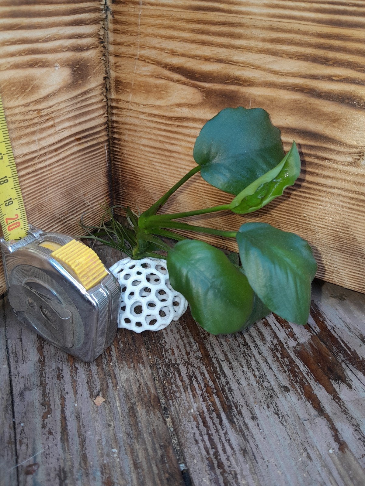 aquarium ornament met anubia, Dieren en Toebehoren, Ophalen