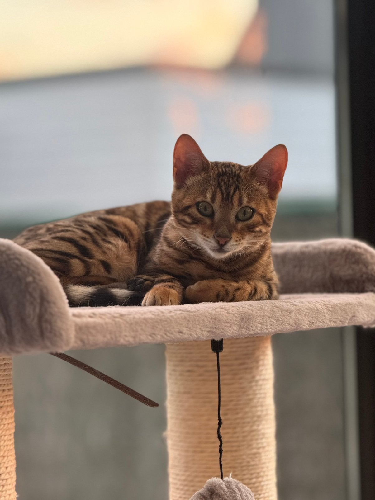 Bengaal 5 Maanden oud. Met stamboom, Dieren en Toebehoren, 0 tot 2 jaar