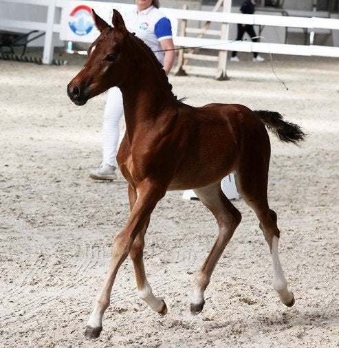 Talentvol Pony Dressuurveulen, Merrie, Met stamboom, Dressuurpony, Niet van toepassing