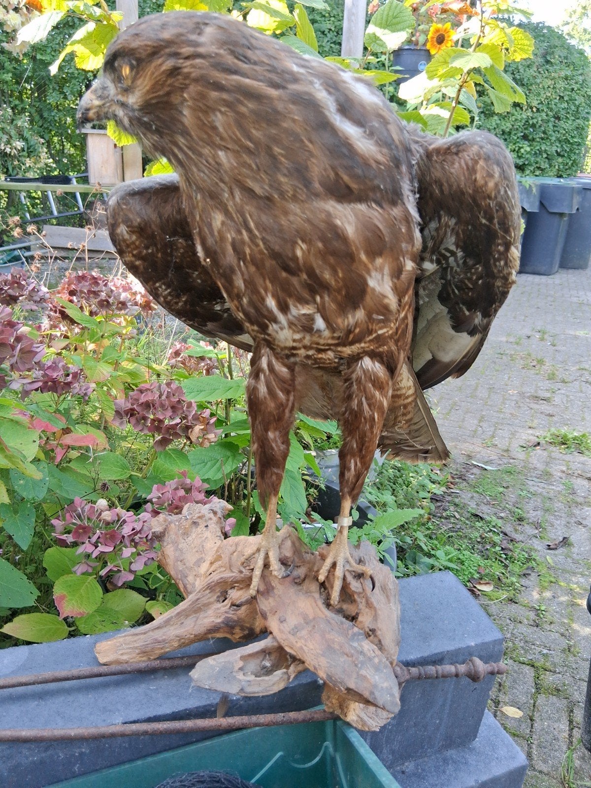 Opgezette Buizerd -, Ophalen of Verzenden, Gebruikt, Vogel, Opgezet dier