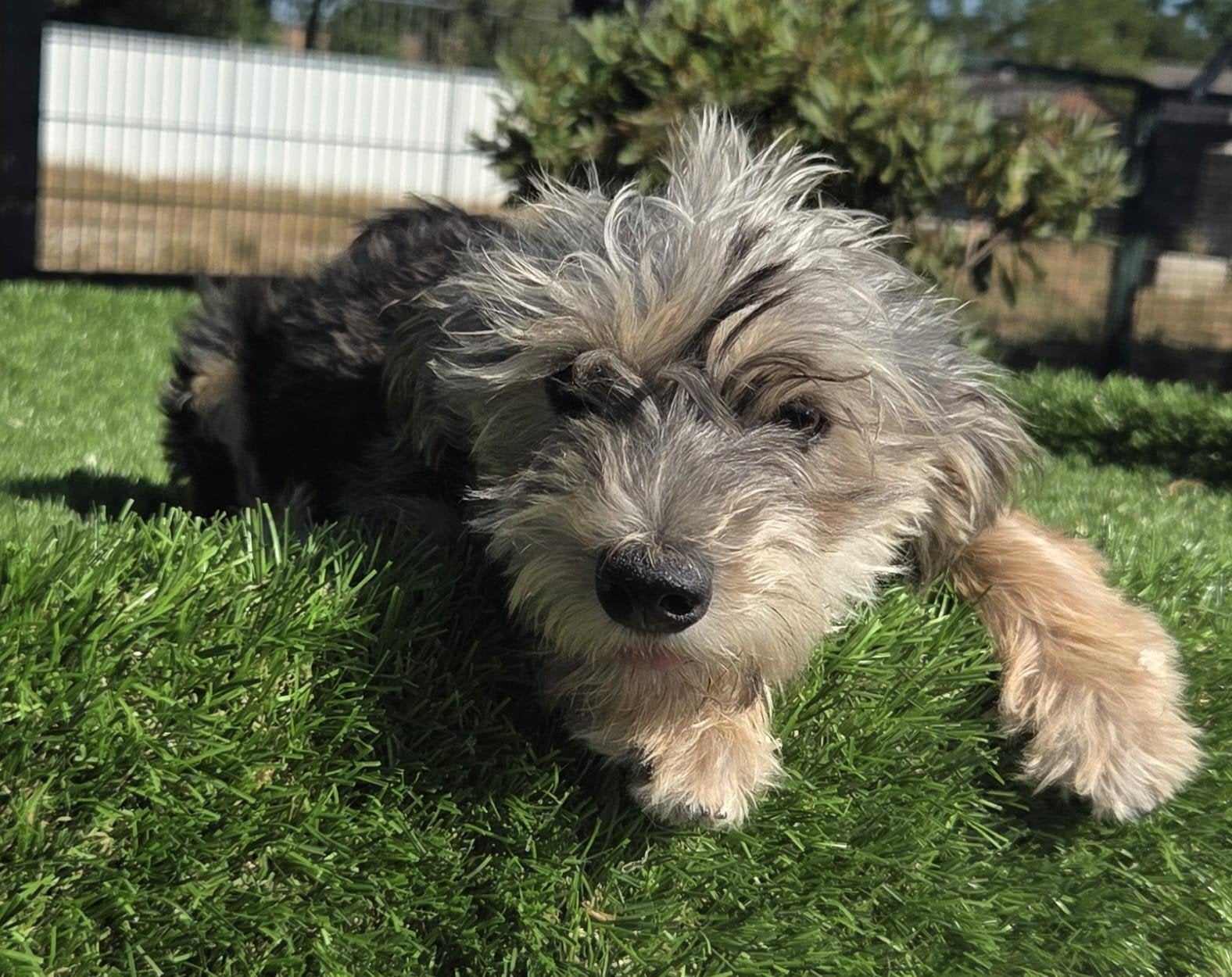 Te koop leuke grappige Boomer, Dieren en Toebehoren, Parvo, Nederland, 15 weken tot 1 jaar, Teef