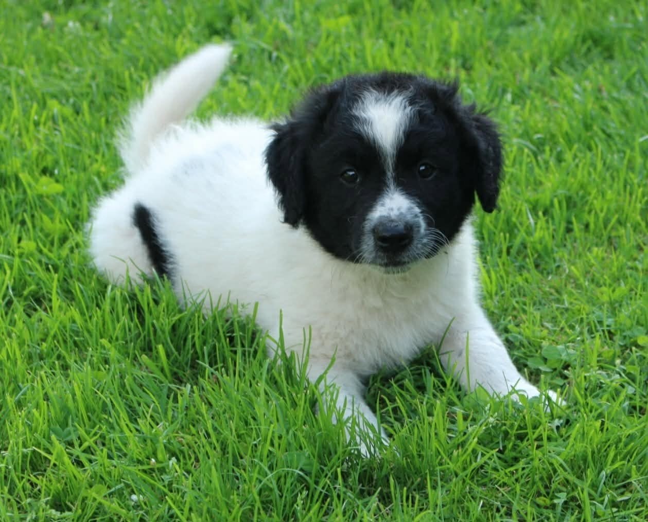 Te koop prachtige nestje Friese stabij puppy's
Teefjes, Parvo, Overige rassen, 8 tot 15 weken, Meerdere