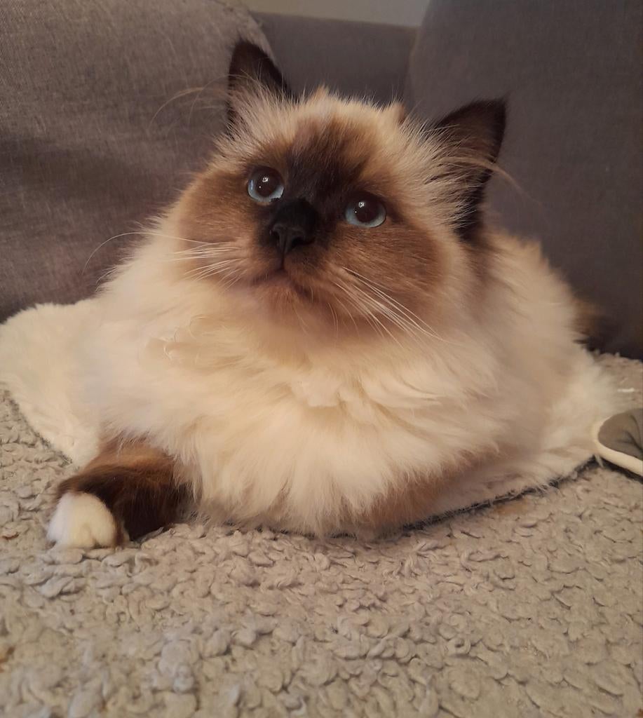Heilige Birmaan kitten kater en poesje, Dieren en Toebehoren, Katten en Kittens | Raskatten | Langhaar, Meerdere dieren, Met stamboom