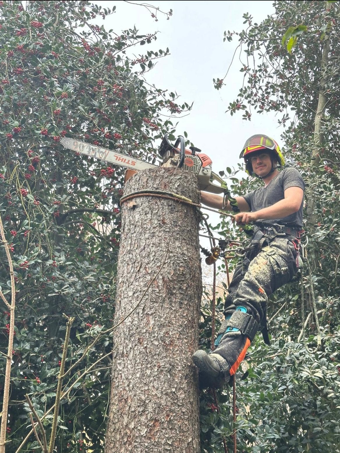 Bomen rooien of verwijderen, Tuinonderhoud of Snoeiwerk