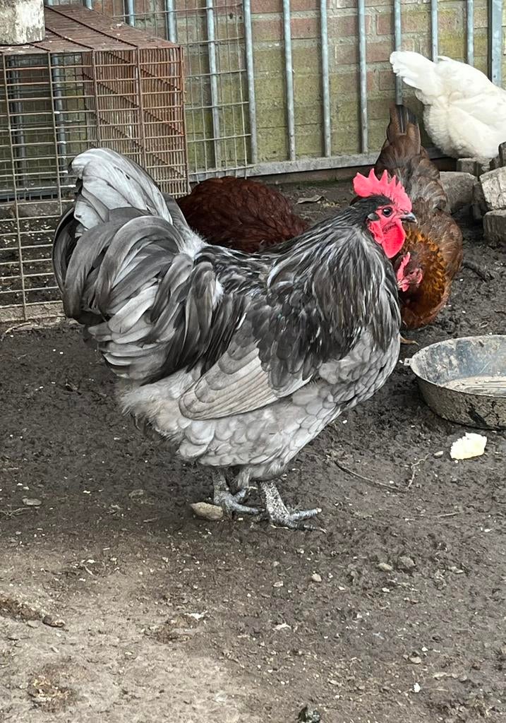 Australorp haan, Dieren en Toebehoren, Pluimvee, Mannelijk, Kip