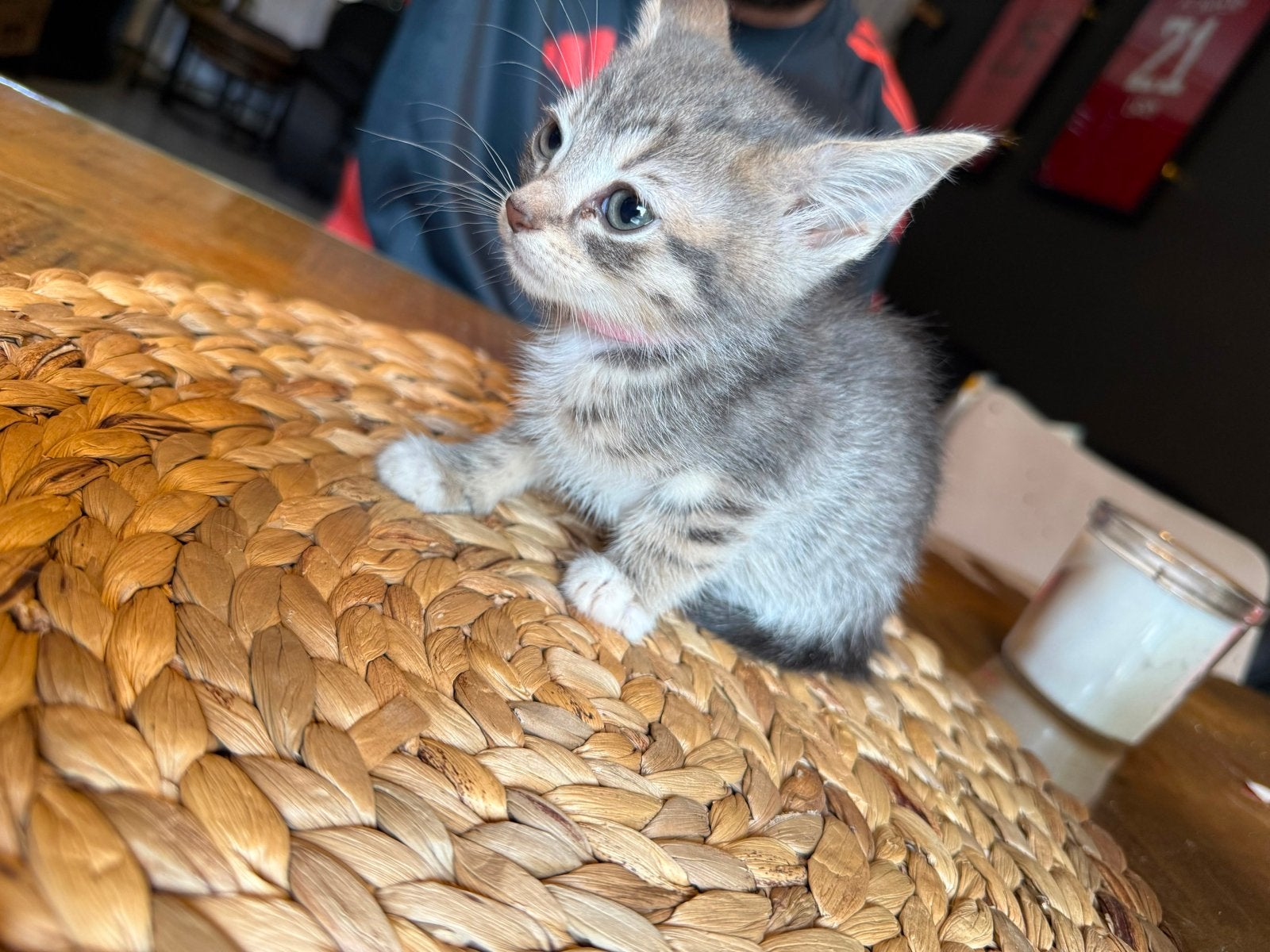 Kitten, Meerdere dieren