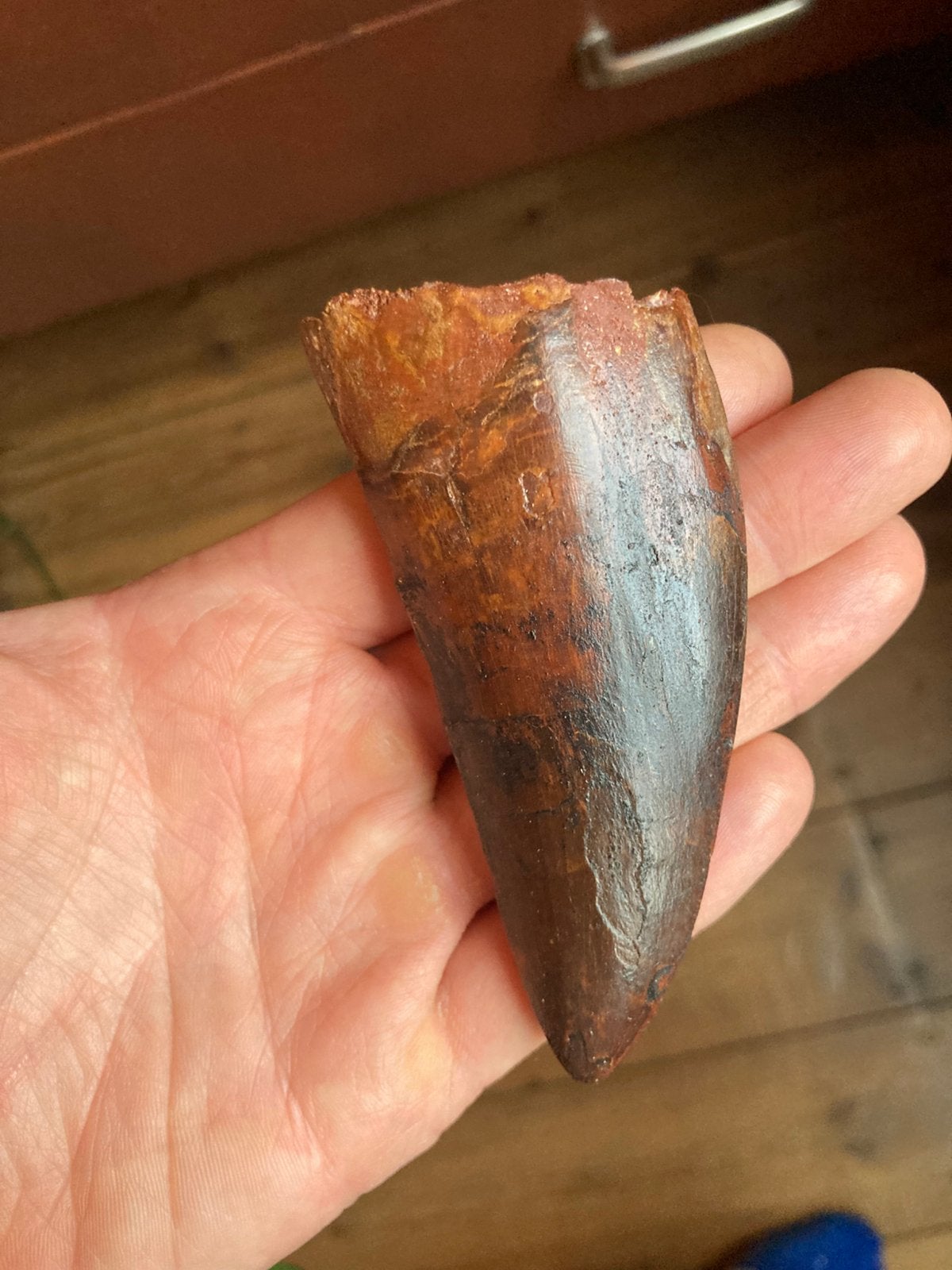 Carcharodontosaurus (Afrikaanse T-rex) tand fossiel 9,4 cm, Verzenden, Fossiel