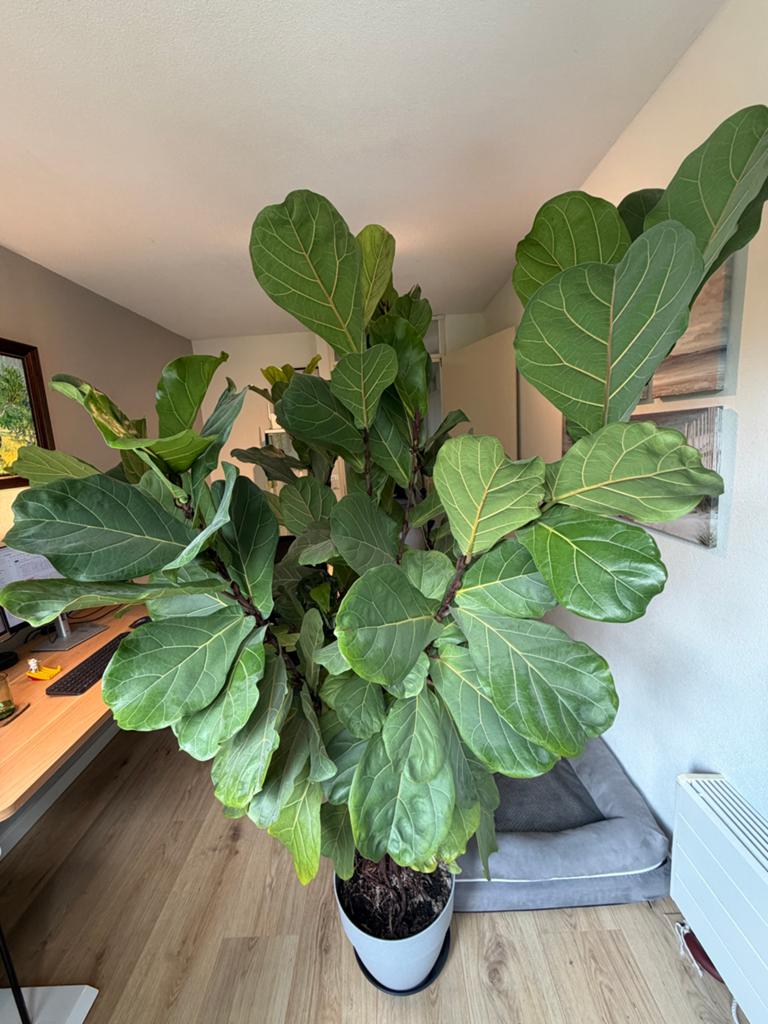 Grote Ficus Lyrata - Vioolbladplant in pot, Ophalen, Ficus, Halfschaduw, In pot