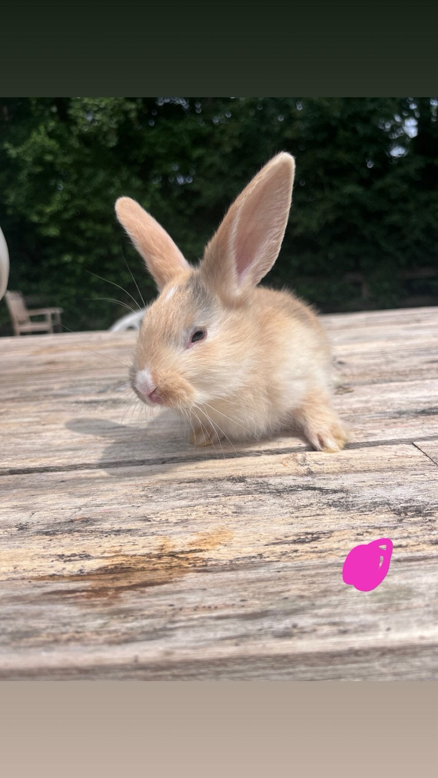 Super leuke konijntjes!, Dieren en Toebehoren, Konijnen, Meerdere dieren, Middelgroot, 0 tot 2 jaar