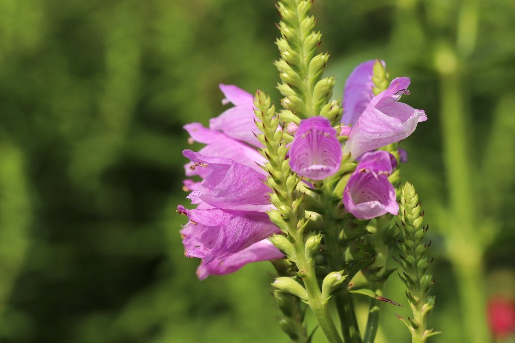 Scharnierplant - Physostegia virginiana 'Bouquet Rose', Overige soorten, Volle zon, Vaste plant, Ophalen of Verzenden