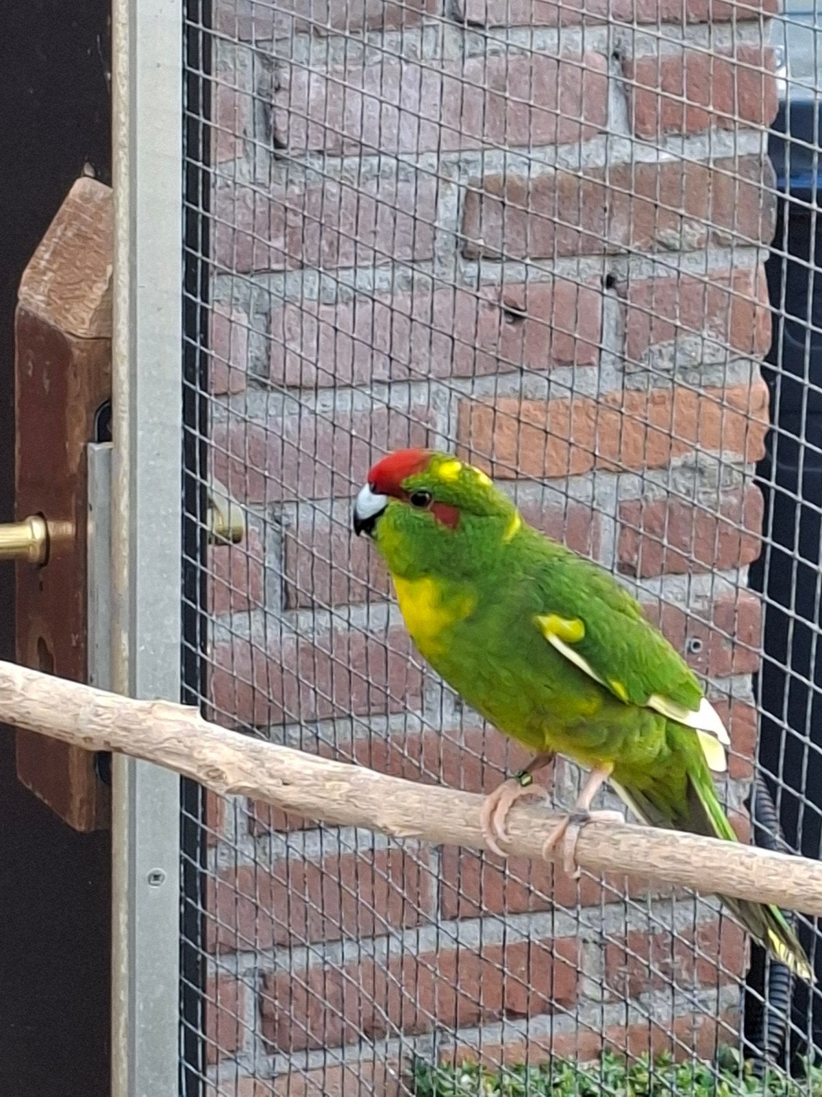 Kakarikie groen / bont en geel, Meerdere dieren, Parkiet, Geringd