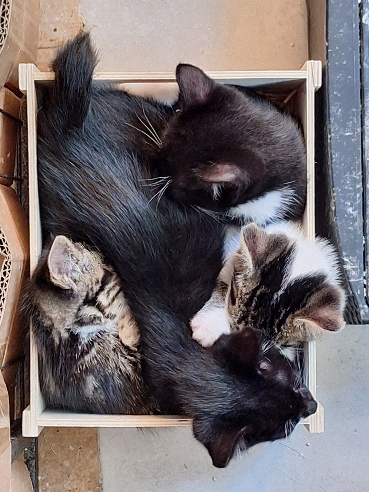 kittens zoeken nieuw huisje, Dieren en Toebehoren