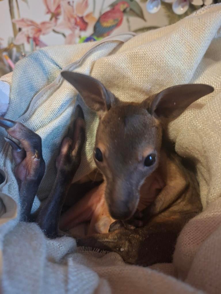 Wallaby's gezocht om met de hand om te voeden, Dieren en Toebehoren, Januari