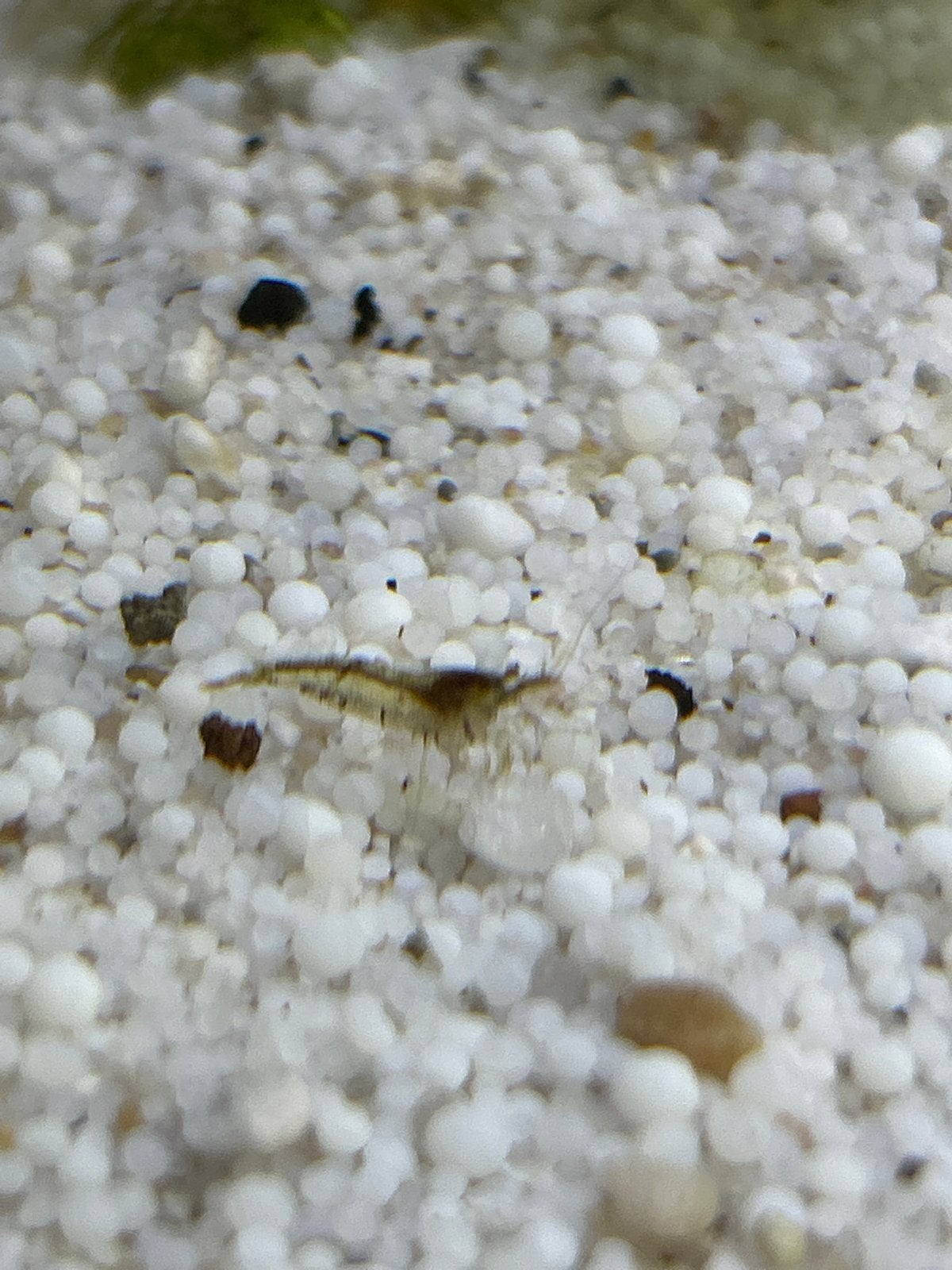 Garnalen glas garnaal neocaridina, Kreeft, Krab of Garnaal