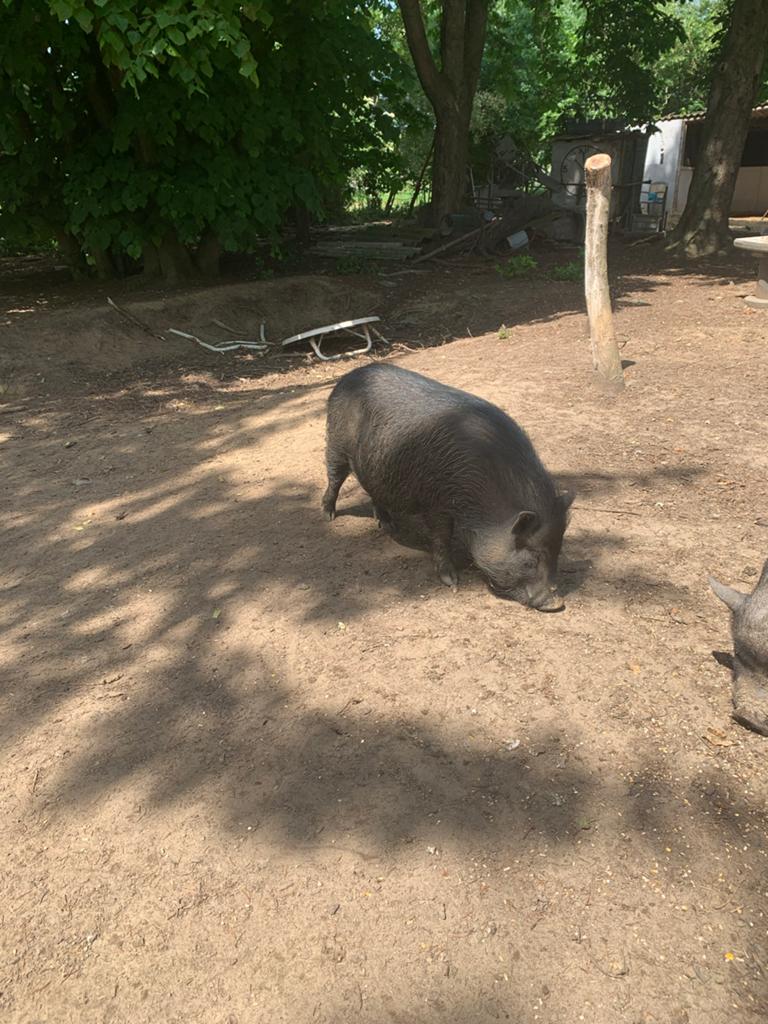 Lieve Minivarkens zoeken een goed thuis (Ruimte vereist), Meerdere dieren, Varken
