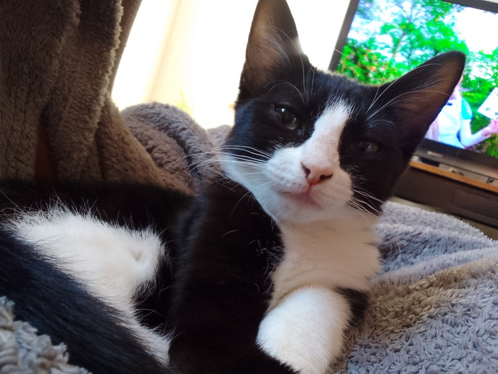 jong poesje, Dieren en Toebehoren, Poes, Kortharig, 0 tot 2 jaar
