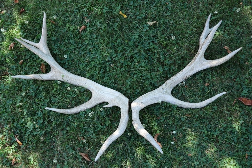 Taxidermie - gewei stangen hert 14-ender, Verzamelen, Dierenverzamelingen, Ophalen, Gebruikt, Hert, Gewei of Kop