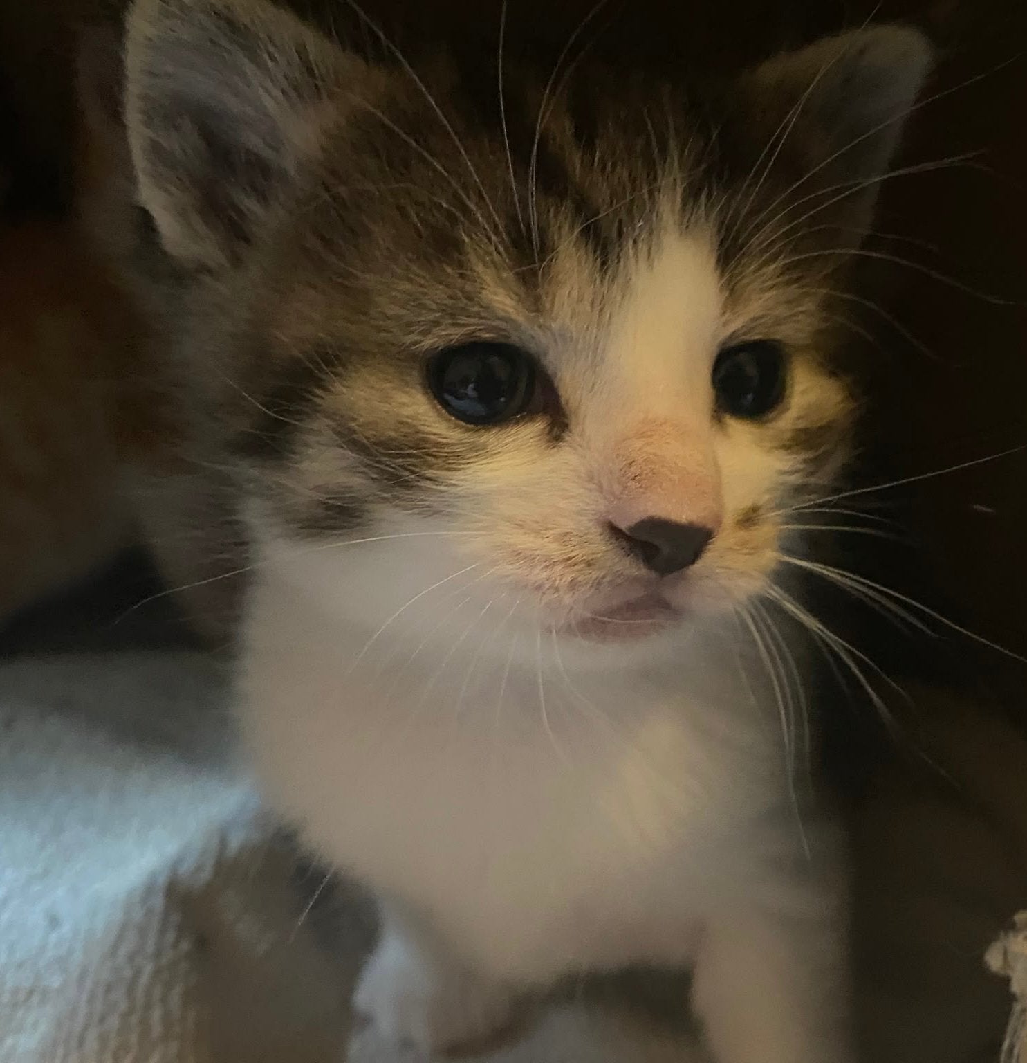 Lieve kittens te koop, Dieren en Toebehoren, Meerdere dieren