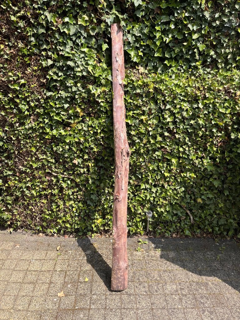 Taxus boomstam 180cm lang 10cm breed, Ophalen, Nieuw