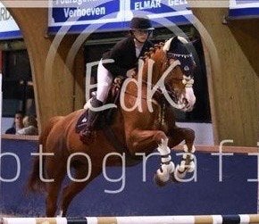 Fijne schoolmaster voor overgang pony paard, Dieren en Toebehoren, Merrie, ZZ, Springpaard, Met stamboom