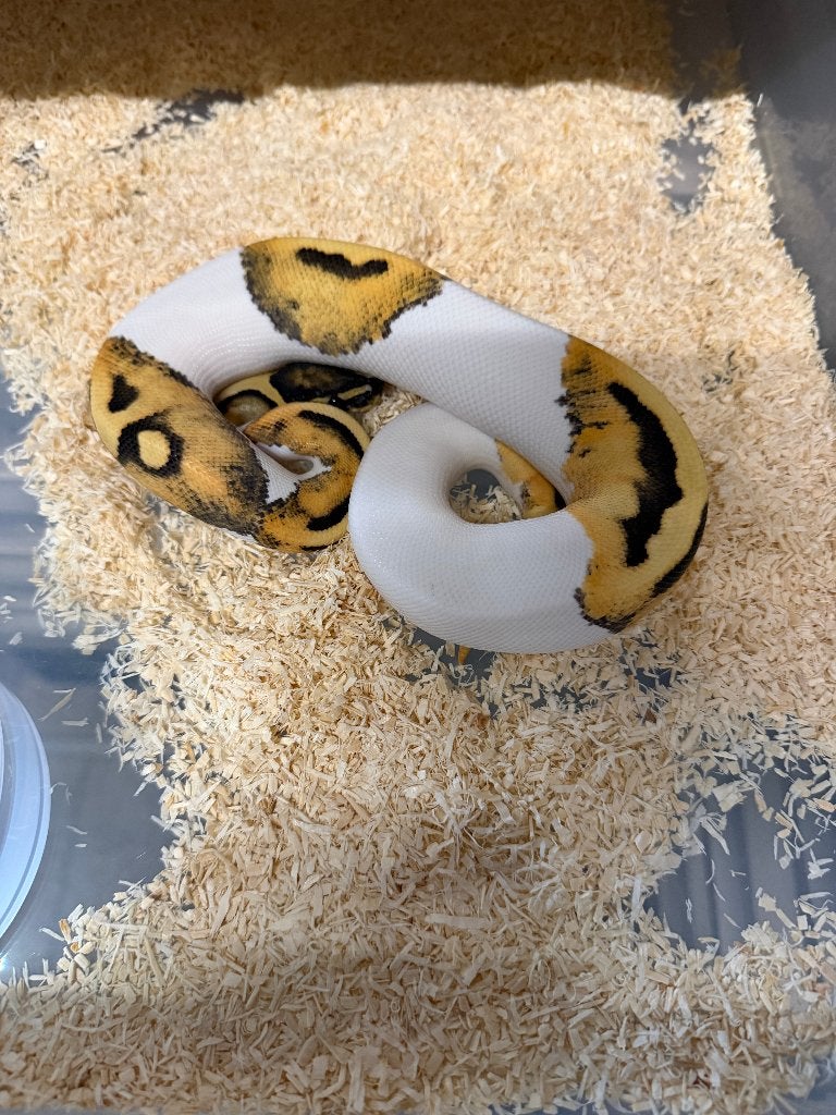 1.0 Desert Ghost Piedbold, Slang, Tam, 0 tot 2 jaar