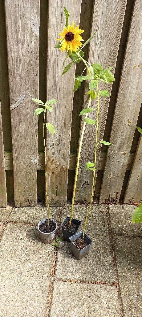 Zonnebloemen 1 euro per stuk, Tuin en Terras, Planten | Tuinplanten, Volle zon, Eenjarig, Zomer, Ophalen