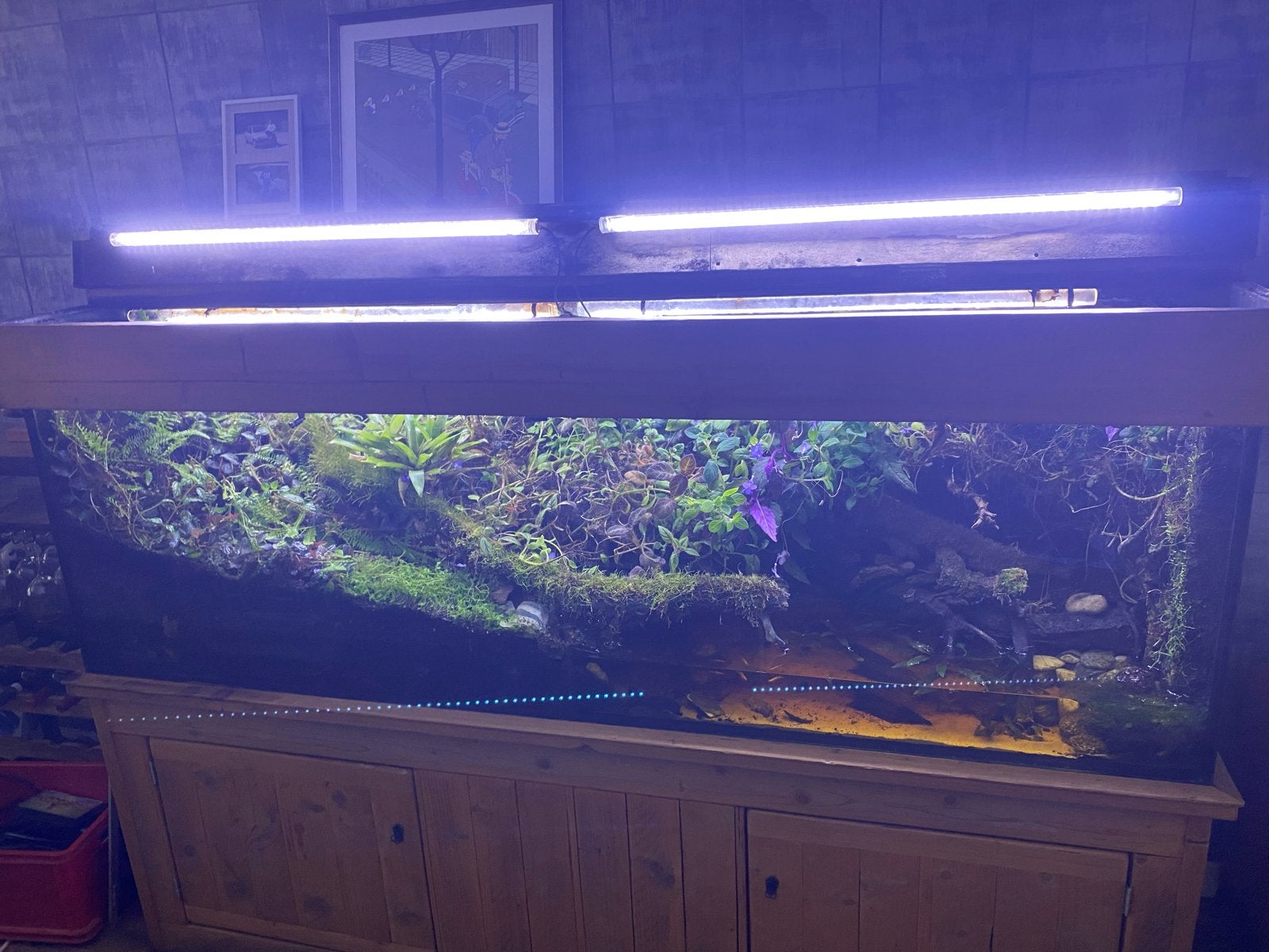 Grote paludarium, Ophalen, Gebruikt