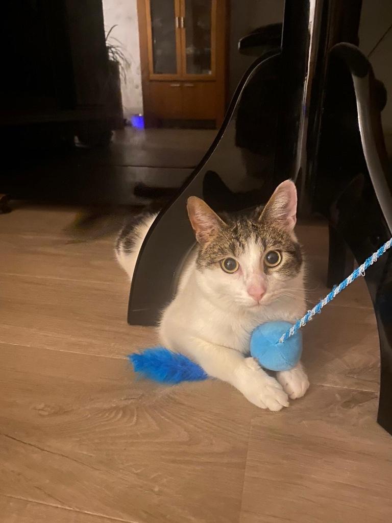 Oppas gezocht voor lieve kat, Verzenden, Zo goed als nieuw