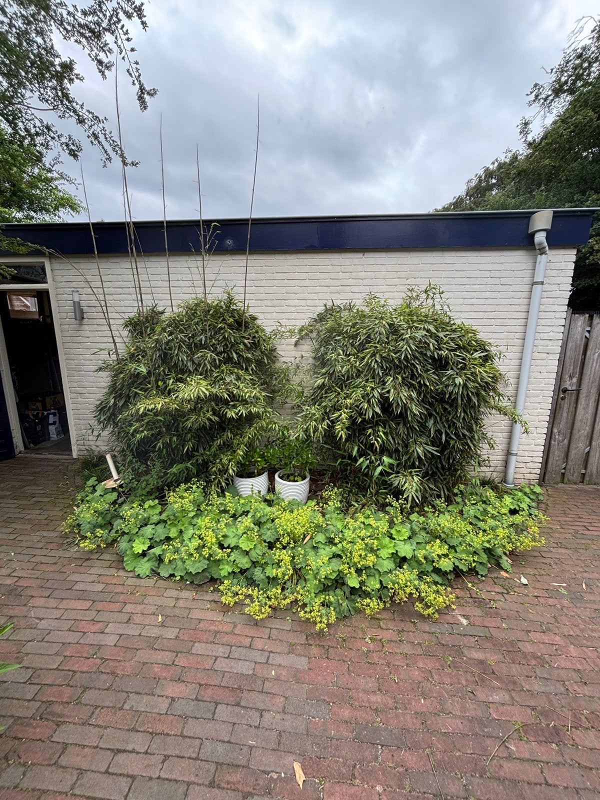 niet woekerende bamboe 2 stuks winterhard en groenblijvend, Tuin en Terras, Vaste plant, Bloeit niet, Halfschaduw, Ophalen