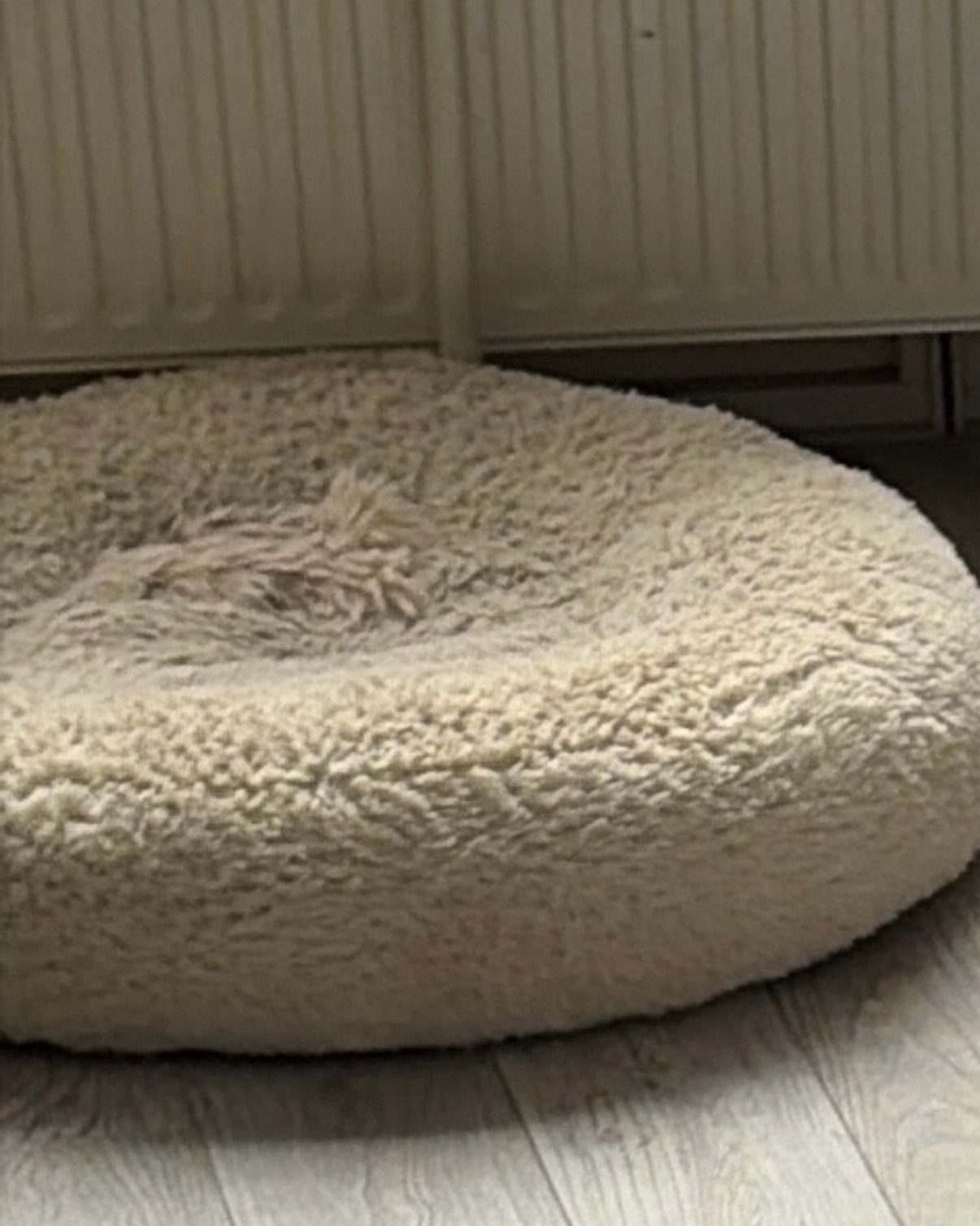 Donut honden mand, Ophalen of Verzenden