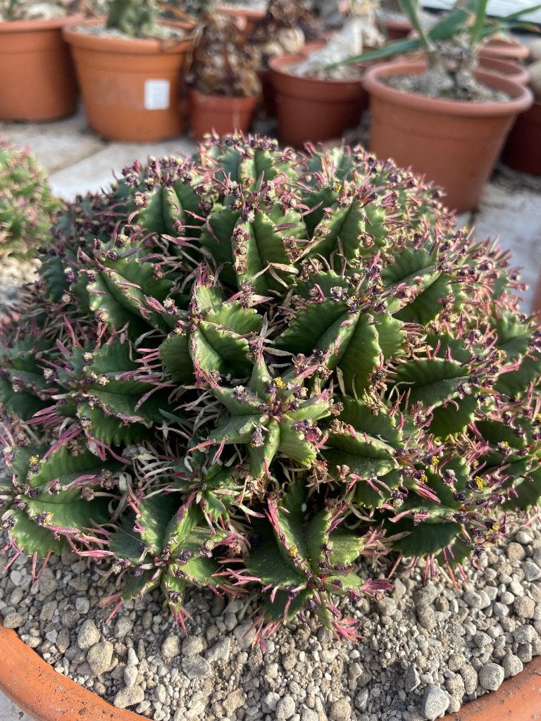 Euphorbia Aggregata Oorsprong Zuid Afrika in de30 cm schaal, Huis en Inrichting, Minder dan 100 cm, Bloeiende kamerplant, Halfschaduw