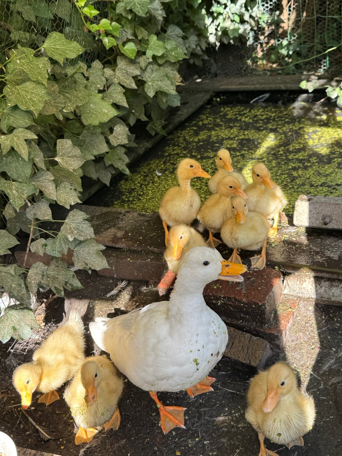 Pulletjes, ras zuivere Witte kwaker, korte snavel, Meerdere dieren, Eend