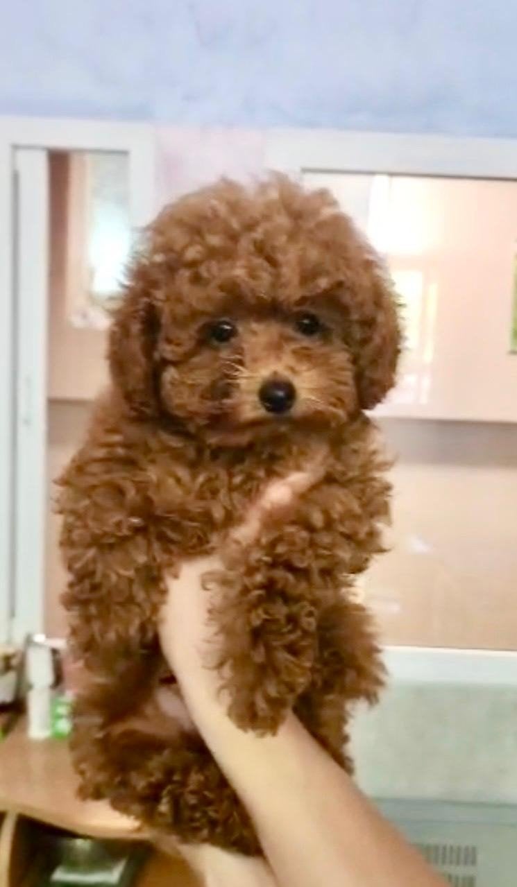 Toypoodle / Toy poodle / Toypoedel /Toypoedel / pups, Poedel, 15 weken tot 1 jaar, Reu, Parvo