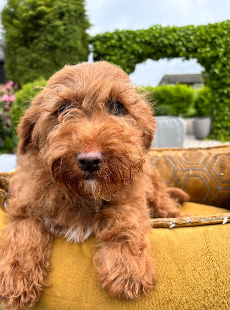 Boomer x doodle mini pups, Dieren en Toebehoren, Honden | Chihuahua's en Gezelschapshonden, Nederland, Overige rassen, 8 tot 15 weken