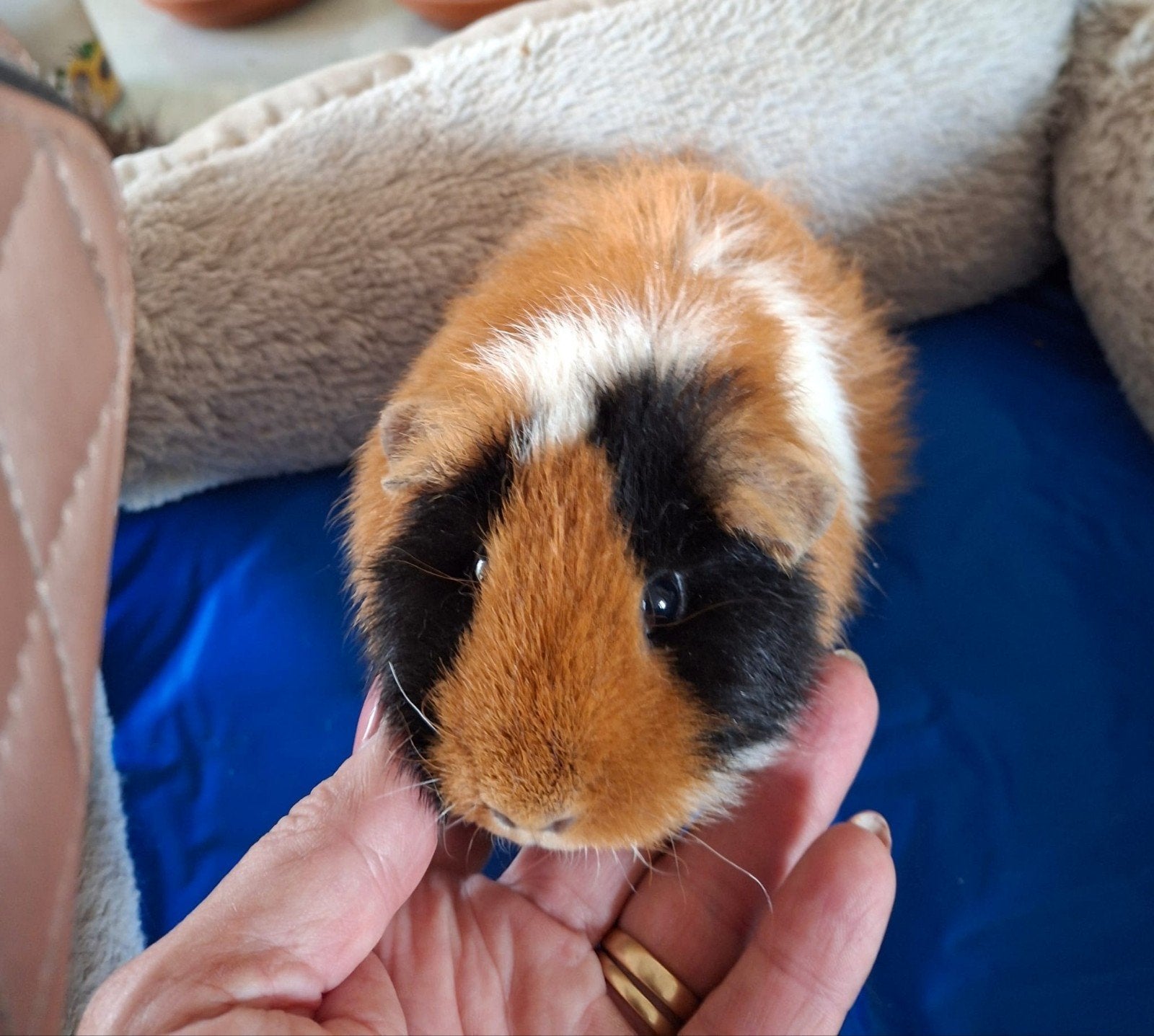cavia teddy zeugje, Dieren en Toebehoren, Knaagdieren, Januari, Vrouwelijk, Cavia