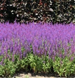 Salvia nemerosa caradonna, vaste plant, bodembedekker, Tuin en Terras, Planten | Tuinplanten, Ophalen, Vaste plant, Bodembedekkers