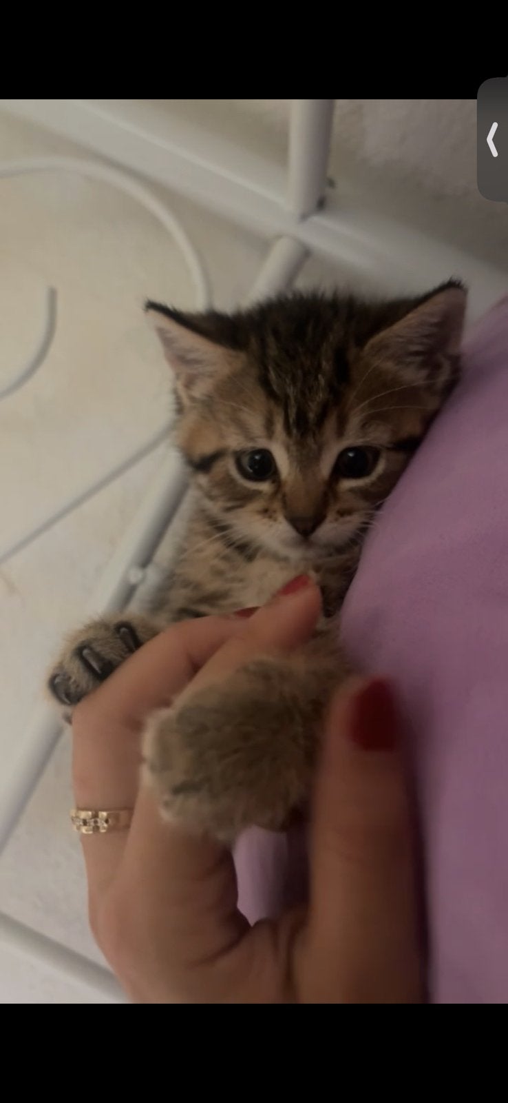 5 Britse korthaar kittens x (allemaal nog beschikbaar)!!, Meerdere dieren