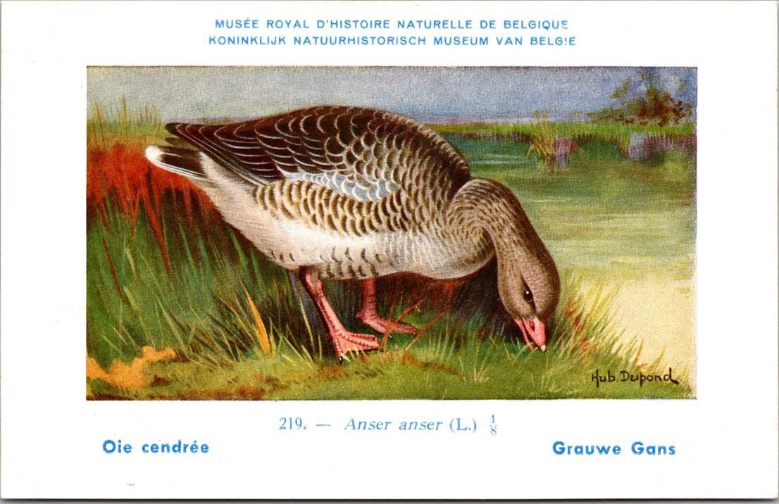 Grauwe Gans / Greylag Goose – Nº 219 – (KBIN / IRSNB), Verzamelen, Ansichtkaarten | Dieren, Verzenden, 1940 tot 1960, Ongelopen