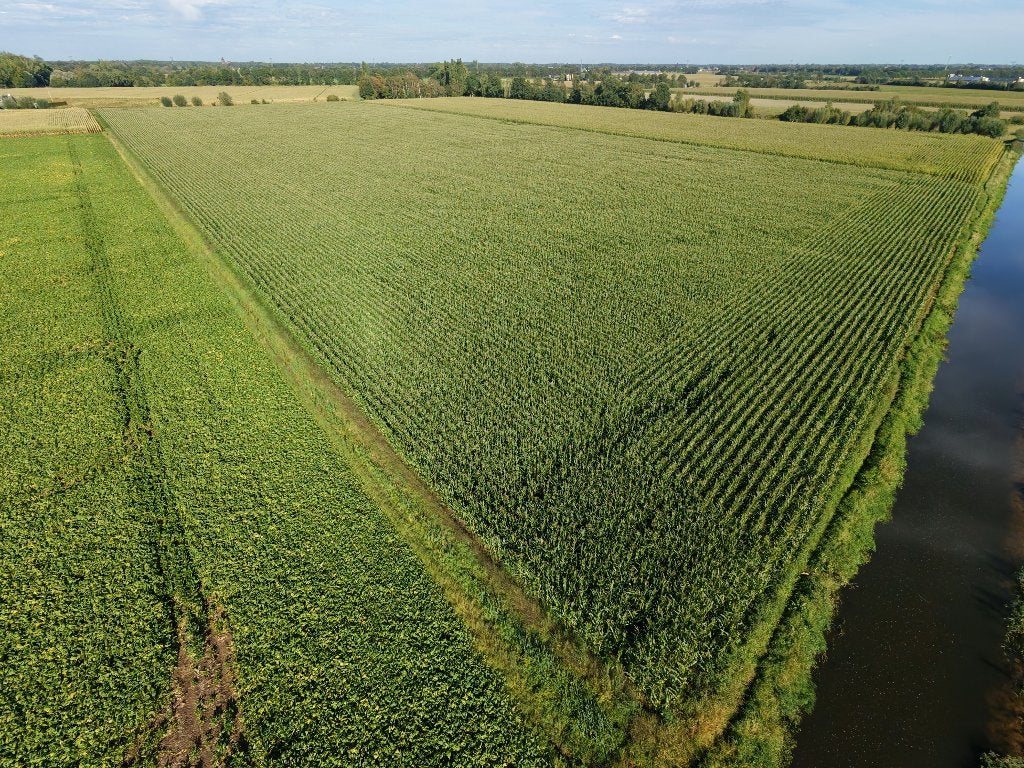 Mais op stam (12 ha) - Omgeving Uden / Boekel, Ophalen, Vee