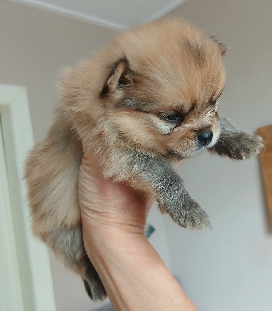 5 Pomeriaan pups, Dieren en Toebehoren, Keeshond, 8 tot 15 weken, Parvo, Meerdere