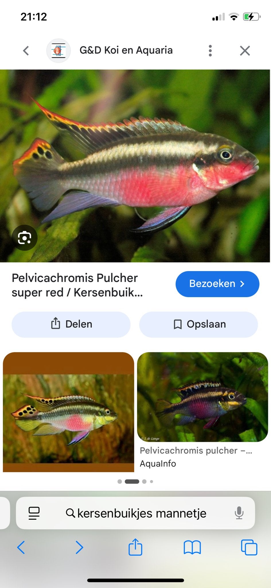 Ik zoek 2 kersenbuikjes mannetjes, Dieren en Toebehoren, Vissen | Aquariumvissen, Vis