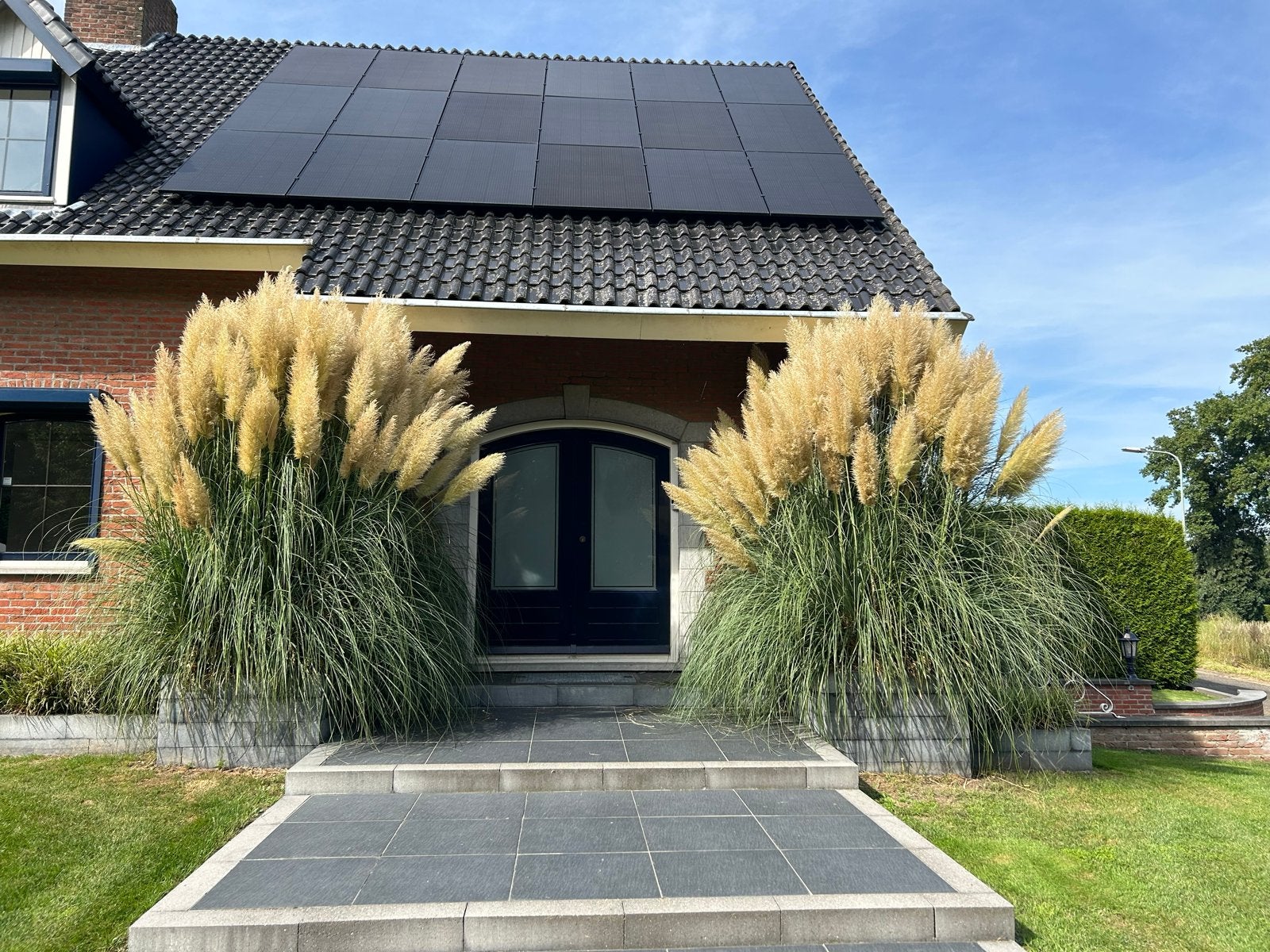 Gedroogd Pampasgras - Decoratief en Veelzijdig, Volle zon, Vaste plant, Siergrassen, Ophalen of Verzenden