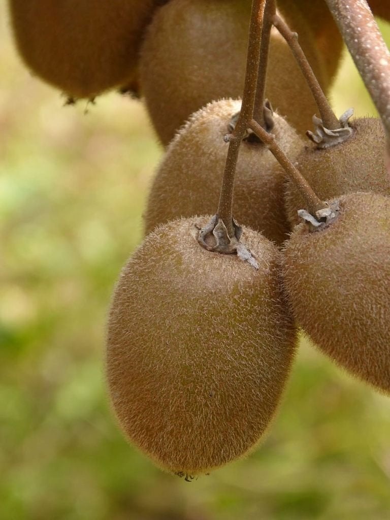 Restpartij 10  Kiwi klimplanten in soorten   € 95,-, Volle zon, Vaste plant, Ophalen of Verzenden, Klimplanten