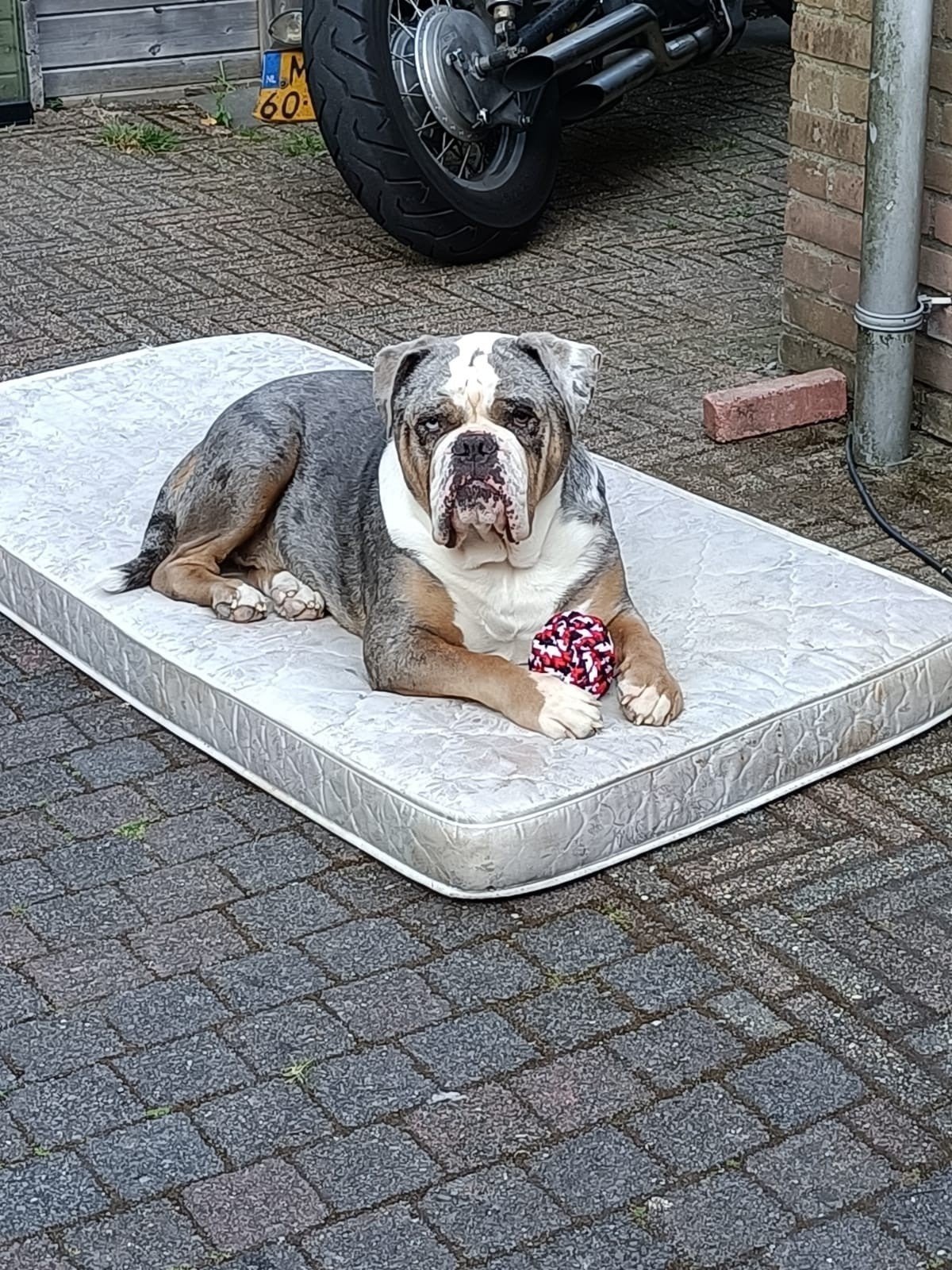 lieve old English Bulldog, 6 jaar of ouder, Reu, Bulldog, Eén hond