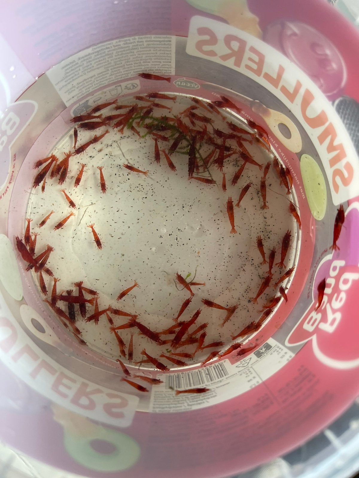 Bloody mary garnalen, Dieren en Toebehoren, Vis, Zoetwatervis