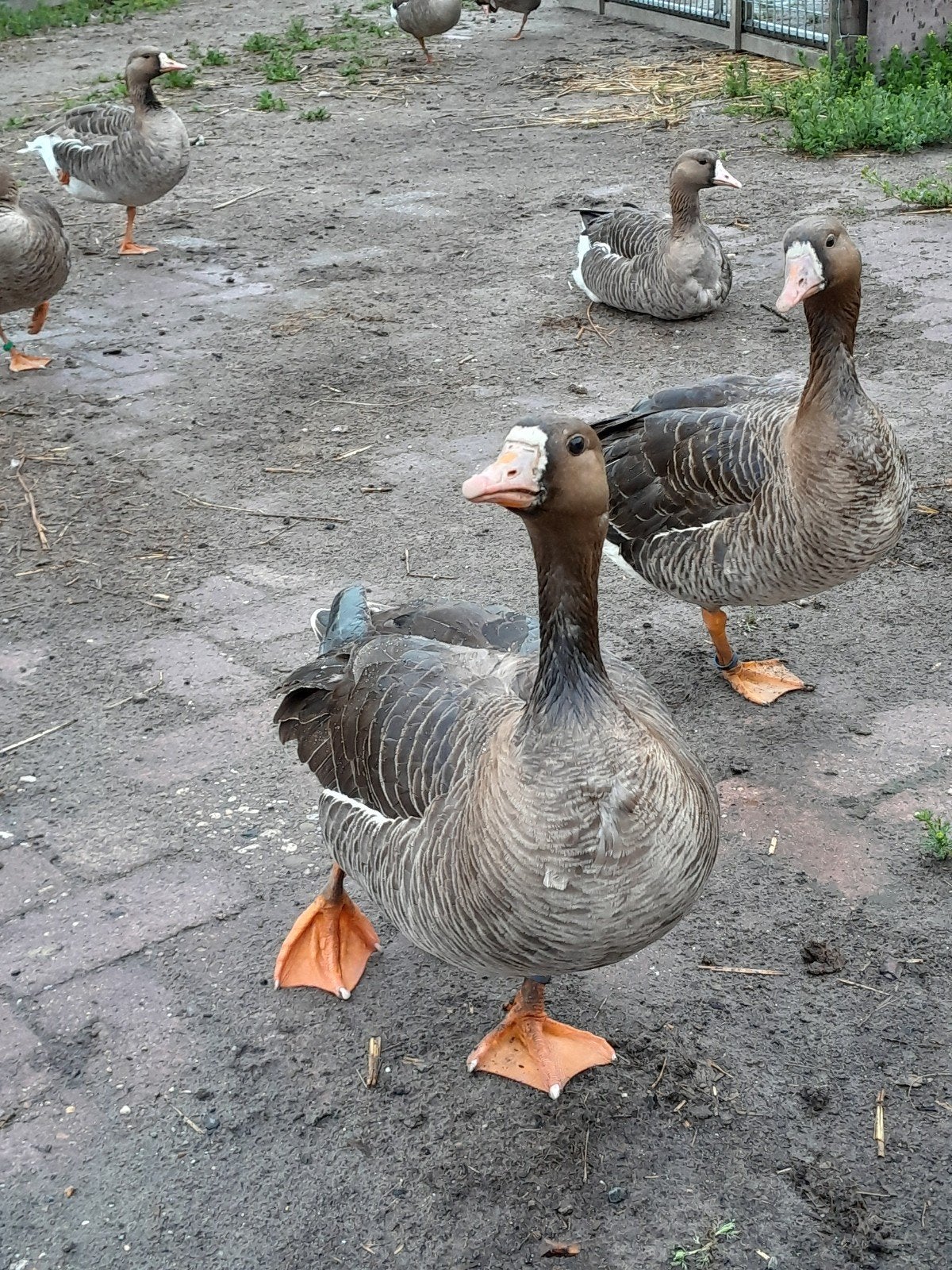 Kolganzen, Dieren en Toebehoren, Meerdere dieren, Eend