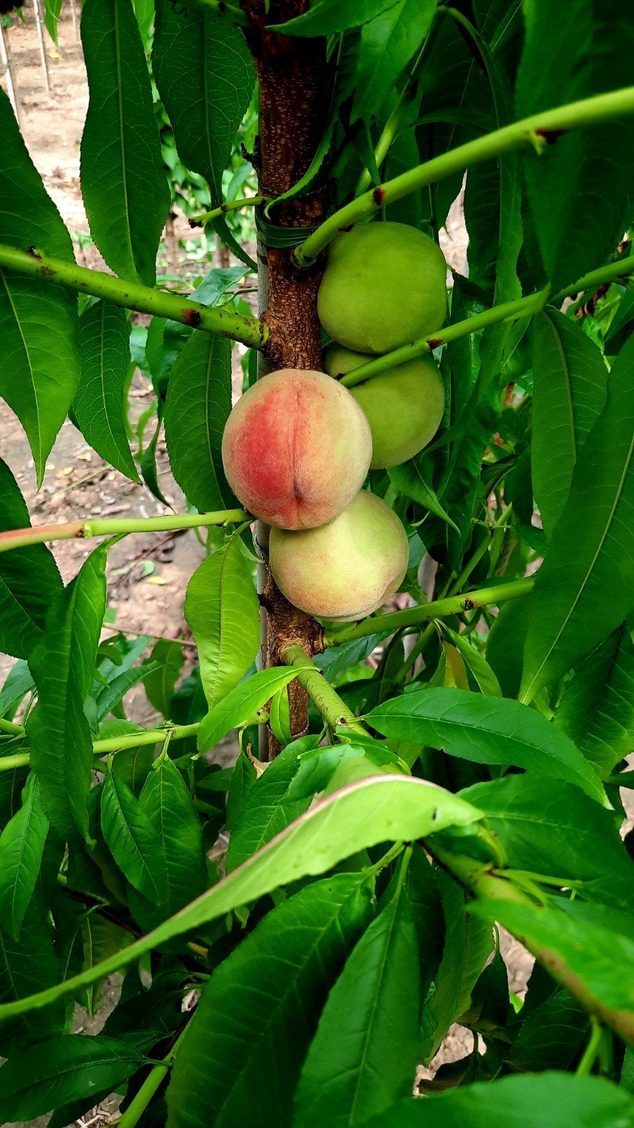 Prunus persica 'Benedicte' ❗️perzikboom🍀🍑❗️, Tuin en Terras, Planten | Fruitbomen, Ophalen, Appelboom, Lente