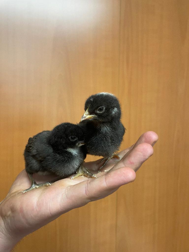 Kuikentjes zoeken warme thuis, Dieren en Toebehoren, Geslacht onbekend, Kip